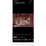 Детки сенбернар