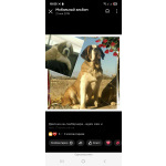 Детки сенбернар