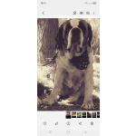 Детки сенбернар