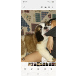 Детки сенбернар