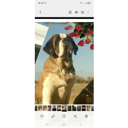 Детки сенбернар