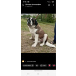 Детки сенбернара