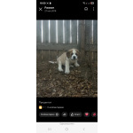 Детки сенбернара