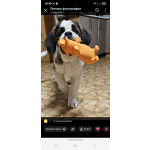 Детки сенбернара