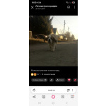 Детки сенбернара