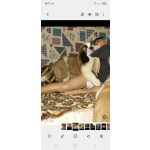 Детки сенбернара