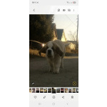 Детки сенбернара