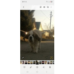 Детки сенбернара