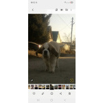 Детки сенбернара