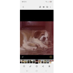 Детки сенбернара