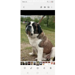 Детки сенбернара