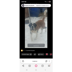 Детки сенбернара