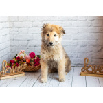 Нежный мальчик Балу ищет свою семью!