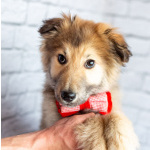 Нежный мальчик Балу ищет свою семью!