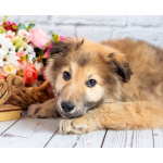 Нежный мальчик Балу ищет свою семью!