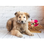 Нежный мальчик Балу ищет свою семью!