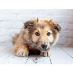 Нежный мальчик Балу ищет свою семью!