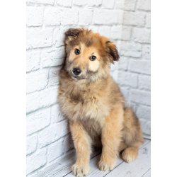 Нежный мальчик Балу ищет свою семью!