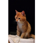 Сахарок ищет дом!