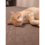 Сахарок ищет дом!