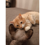 Сахарок ищет дом!