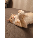 Сахарок ищет дом!