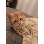 Сахарок ищет дом!