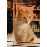 Сахарок ищет дом!