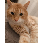 Сахарок ищет дом!