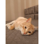 Сахарок ищет дом!