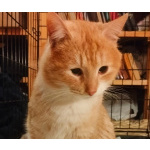 Сахарок ищет дом!