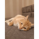 Сахарок ищет дом!