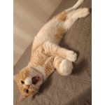 Сахарок ищет дом!