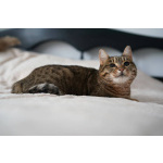 Особенная кошечка Соня ищет дом!