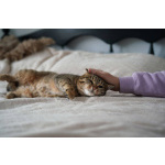 Особенная кошечка Соня ищет дом!