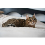 Особенная кошечка Соня ищет дом!