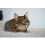 Особенная кошечка Соня ищет дом!