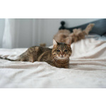 Особенная кошечка Соня ищет дом!