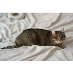 Особенная кошечка Соня ищет дом!