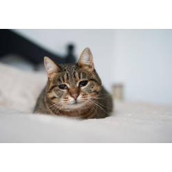 Особенная кошечка Соня ищет дом!