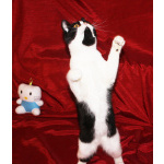 Кошечка-подросток Панча ищет дом