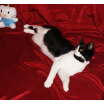 Кошечка-подросток Панча ищет дом