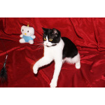 Кошечка-подросток Панча ищет дом