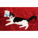 Кошечка-подросток Панча ищет дом