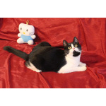 Кошечка-подросток Панча ищет дом