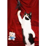 Кошечка-подросток Панча ищет дом