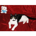 Кошечка-подросток Панча ищет дом