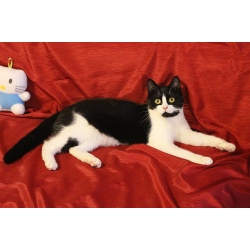 Кошечка-подросток Панча ищет дом