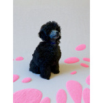 Щенок пуделя миниатюрный мальчик серебристый Джентли Борн Рикки