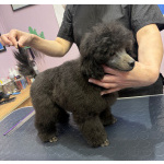 Щенок пуделя миниатюрный мальчик серебристый Джентли Борн Рикки